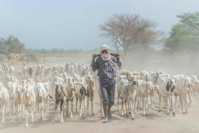 The Flock Boudouma shepherd with his flock of goats © Roberto Pazzi