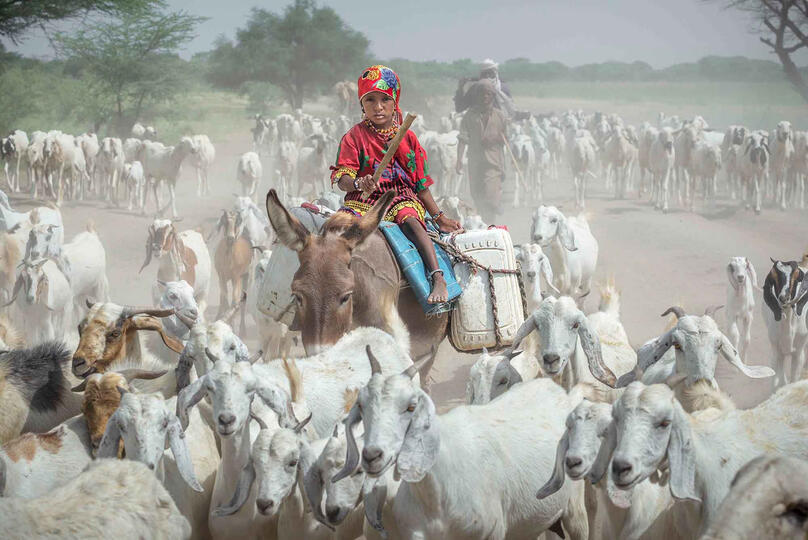 The Young Shepherd Young Boudouma shepherd with the flock Buy Print