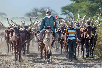 The Herd Boudouma herders with their cattle © Roberto Pazzi