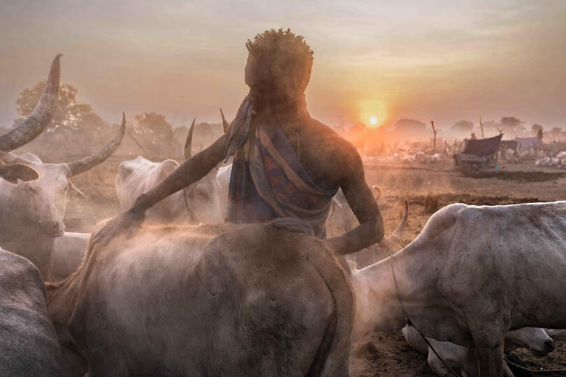 The Evening Massage Mundari tribesman rubbing on his cattle at sunset Buy Print