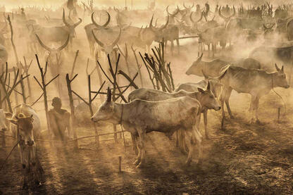 Rays of Dust Mundari cattle camp at sunset Buy Now