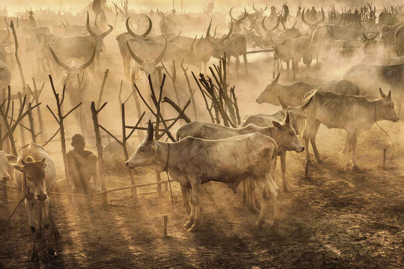 Rays of Dust Mundari cattle camp at sunset Buy Print
