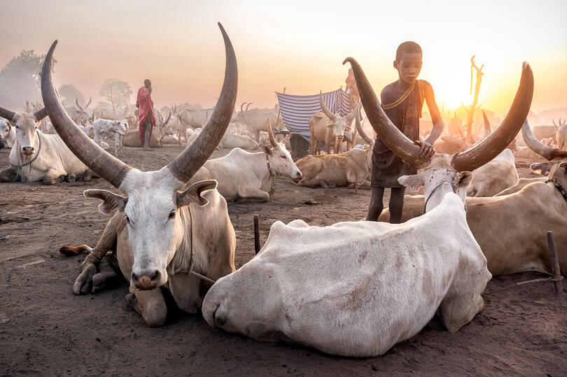 Life in the Cattle Camp Mundari child cleaning the horns of a bull Buy Print
