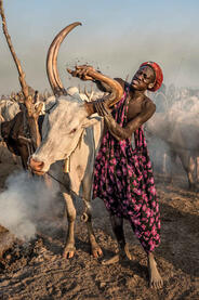 Mud and Horns Mundari man cleaning the horns of a bull Buy Now