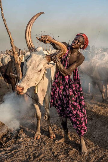 Mud and Horns Mundari man cleaning the horns of a bull Buy Print