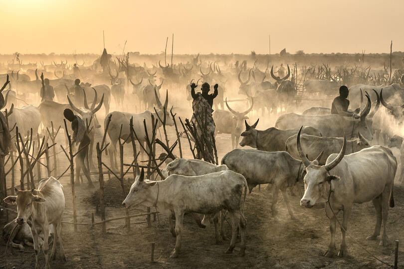 In the Sign of the Bull Mundari cattle camp at sunset Buy Print
