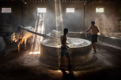 Spinning the Wheel The ox-powered stone grinder in a noodle factory © Roberto Pazzi