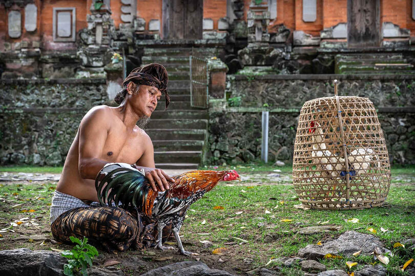 The Rooster Keepers The bond between humans and their roosters in Bali © Roberto Pazzi