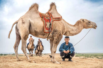 Camel Herders Group of camel herders Buy Now
