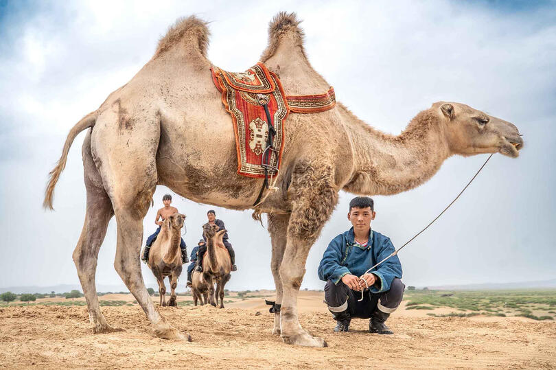 Camel Herders Group of camel herders Buy Print