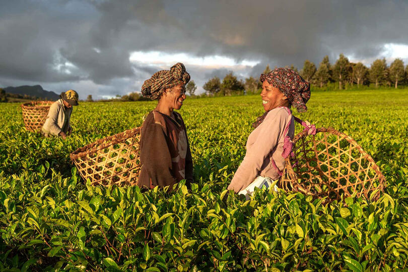 Happiness Tea pickers in a moment of relax © Roberto Pazzi