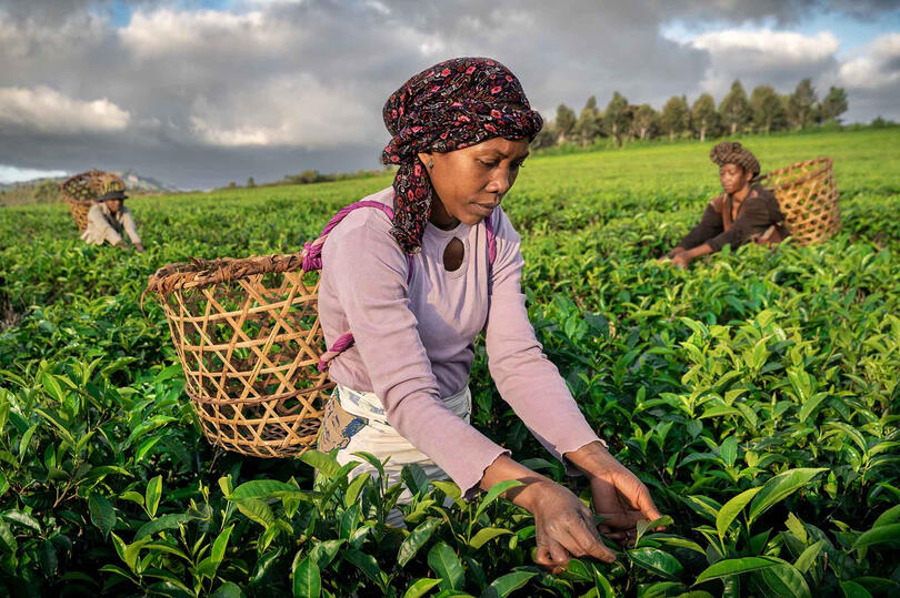 The Harvesting Portrait of a tea picker at work © Roberto Pazzi