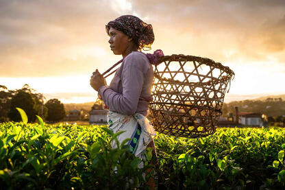 The End of the Work Portrait of a tea picker © Roberto Pazzi