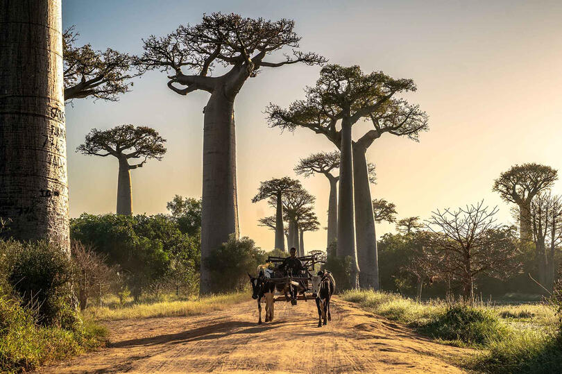 Under the Shadow of the Baobabs Daily life scenes along the Avenue of the Baobabs © Roberto Pazzi