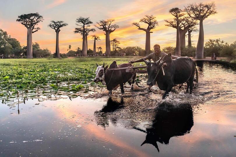 Avenue of the Baobabs Daily life scenes along the Avenue of the Baobabs Buy Print
