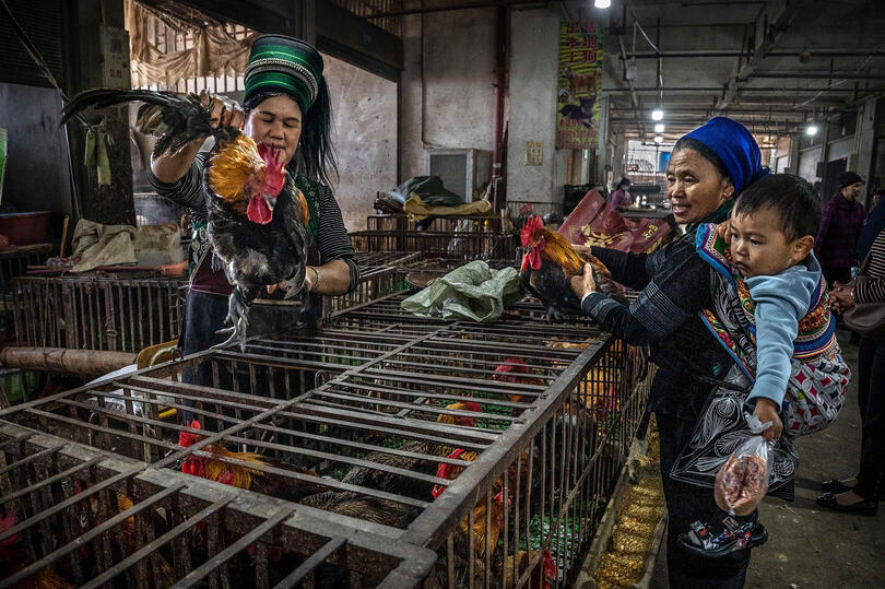 At the Poultry Market A daily life scene in a poultry market © Roberto Pazzi