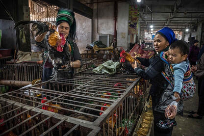 At the Poultry Market A daily life scene in a poultry market © Roberto Pazzi