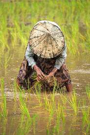 Green Gold The work of a woman in a rice field Buy Now