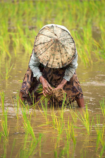 Green Gold The work of a woman in a rice field Buy Print